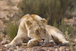 Kapstaden: Safari i Aquila Game Reserve med frukost och lunch