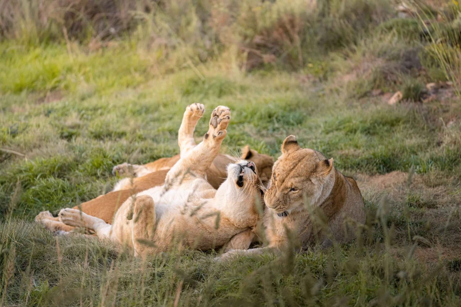 كيب تاون: رحلة سفاري في محمية أكويلا للصيد مع تذوق النبيذ