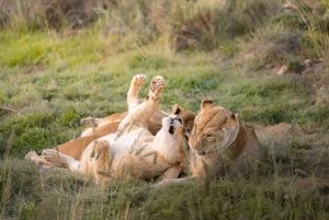 كيب تاون: رحلة سفاري في محمية أكويلا للصيد مع تذوق النبيذ