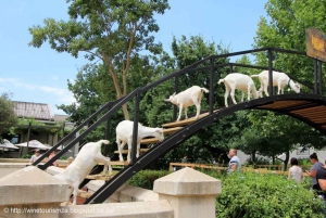 كيب تاون: رحلة سفاري في محمية أكويلا للصيد مع تذوق النبيذ