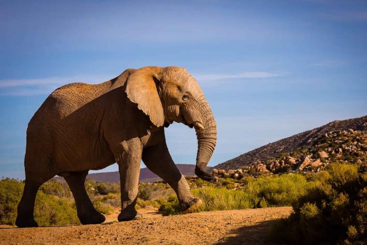 Cape Town: Aquila Game Reserve Sunset Safari with Snacks