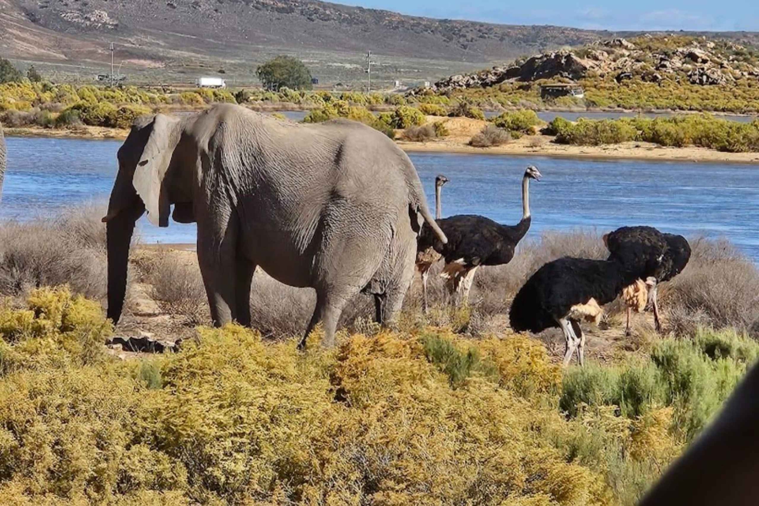 Cape Town: Aquila Game Reserve Sunset Safari with Snacks