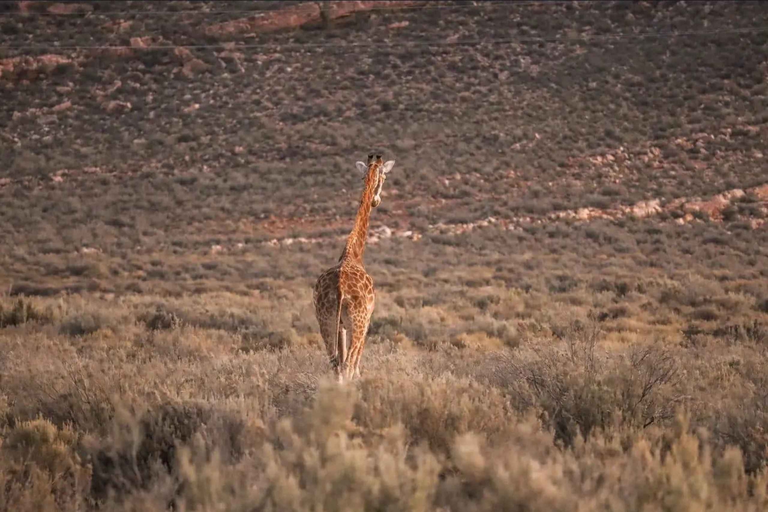 Cape Town: Aquila Game Reserve Sunset Safari with Snacks