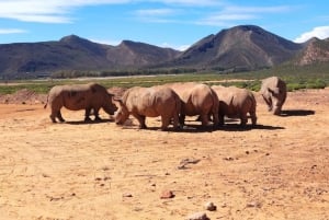 Cidade do Cabo: safari ao pôr do sol na Reserva de Caça Aquila com snacks