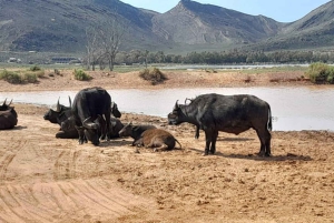 Cidade do Cabo: safari ao pôr do sol na Reserva de Caça Aquila com snacks