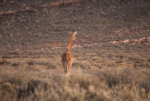 Cape Town: Aquila Game Reserve Sunset Safari with Snacks