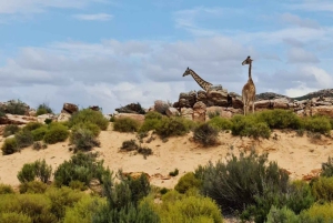 Cape Town: Aquila Game Reserve Sunset Safari with Snacks