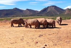 Cape Town: Aquila Game Reserve Sunset Safari with Snacks