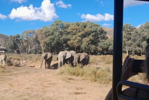 Cape Town: Aquila Game Reserve Sunset Safari with Snacks