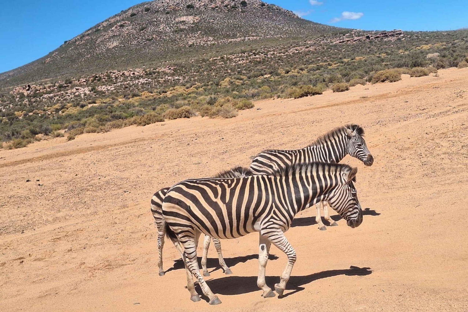 Kaapstad: Aquila wildreservaat & V&A Waterfront tour met lunch