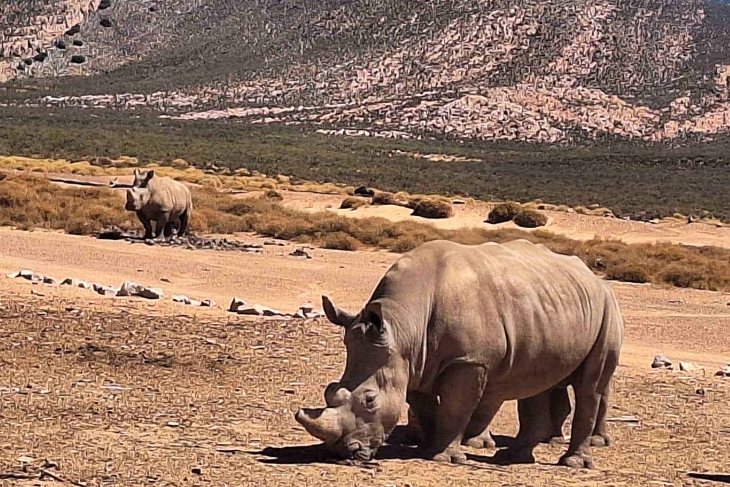 Kaapstad: Aquila wildreservaat & V&A Waterfront tour met lunch