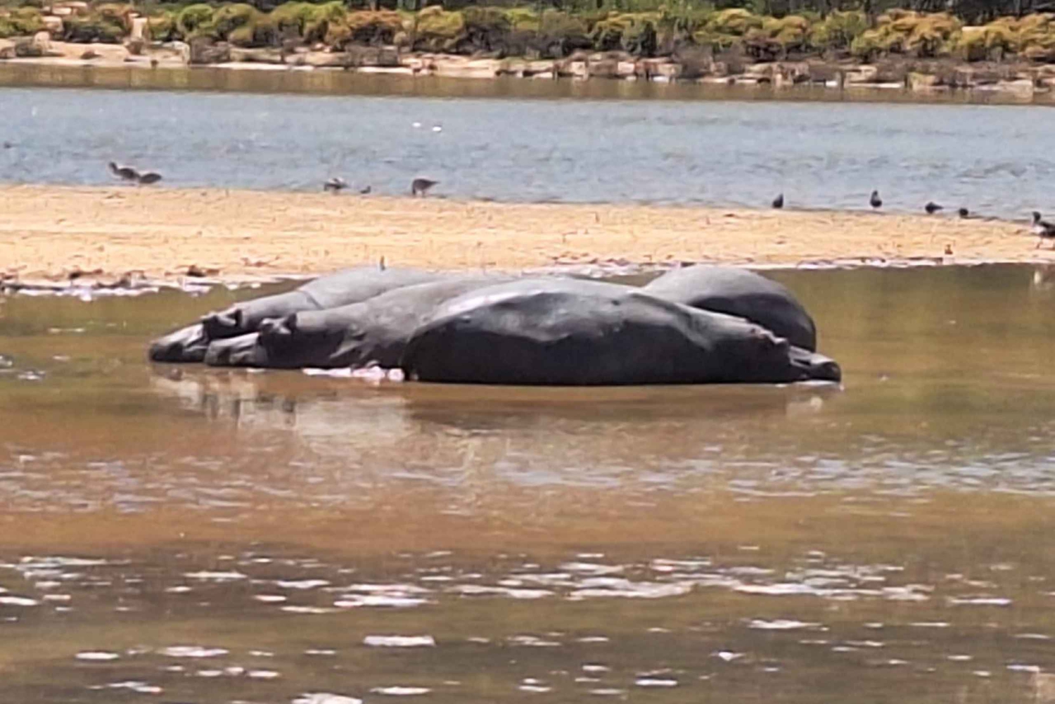 Kaapstad: Aquila wildreservaat & V&A Waterfront tour met lunch