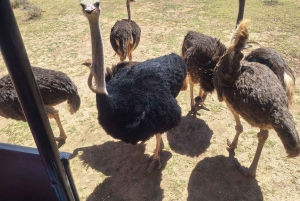 Kaapstad: Aquila wildreservaat & V&A Waterfront tour met lunch