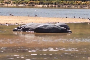 Kaapstad: Aquila wildreservaat & V&A Waterfront tour met lunch