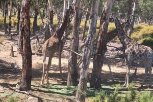 Kaapstad: Aquila wildreservaat & V&A Waterfront tour met lunch