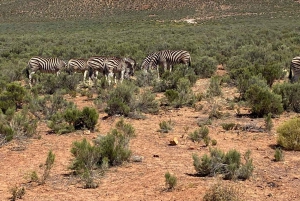 Kaapstad: Aquila wildreservaat & V&A Waterfront tour met lunch