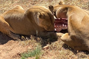Cidade do Cabo: Prova de vinhos e vida selvagem na Aquila Game Reserve
