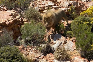Cidade do Cabo: Prova de vinhos e vida selvagem na Aquila Game Reserve