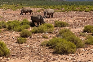 Cidade do Cabo: Prova de vinhos e vida selvagem na Aquila Game Reserve