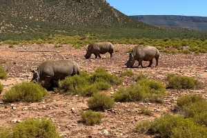 Cidade do Cabo: Prova de vinhos e vida selvagem na Aquila Game Reserve