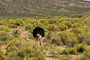 Cidade do Cabo: Prova de vinhos e vida selvagem na Aquila Game Reserve