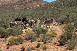 Cidade do Cabo: Prova de vinhos e vida selvagem na Aquila Game Reserve