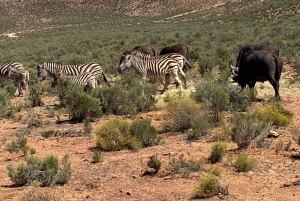 Cidade do Cabo: Prova de vinhos e vida selvagem na Aquila Game Reserve