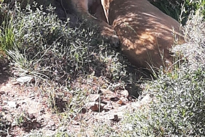 Cidade do Cabo: Prova de vinhos e vida selvagem na Aquila Game Reserve