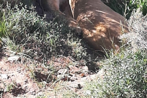Cidade do Cabo: Prova de vinhos e vida selvagem na Aquila Game Reserve