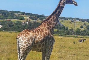 Cidade do Cabo: Prova de vinhos e vida selvagem na Aquila Game Reserve