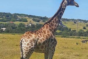 Cidade do Cabo: Prova de vinhos e vida selvagem na Aquila Game Reserve