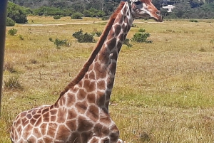 Cidade do Cabo: Prova de vinhos e vida selvagem na Aquila Game Reserve