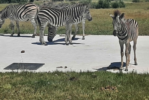 Cidade do Cabo: Prova de vinhos e vida selvagem na Aquila Game Reserve