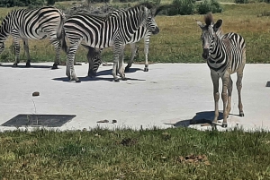 Cidade do Cabo: Prova de vinhos e vida selvagem na Aquila Game Reserve