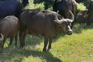 Cidade do Cabo: Prova de vinhos e vida selvagem na Aquila Game Reserve
