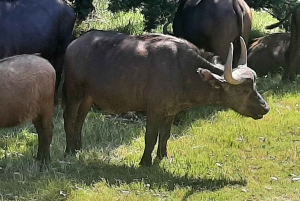 Cidade do Cabo: Prova de vinhos e vida selvagem na Aquila Game Reserve