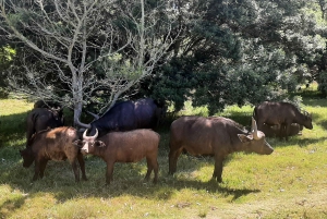 Cidade do Cabo: Prova de vinhos e vida selvagem na Aquila Game Reserve
