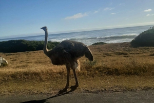 Cidade do Cabo: Prova de vinhos e vida selvagem na Aquila Game Reserve