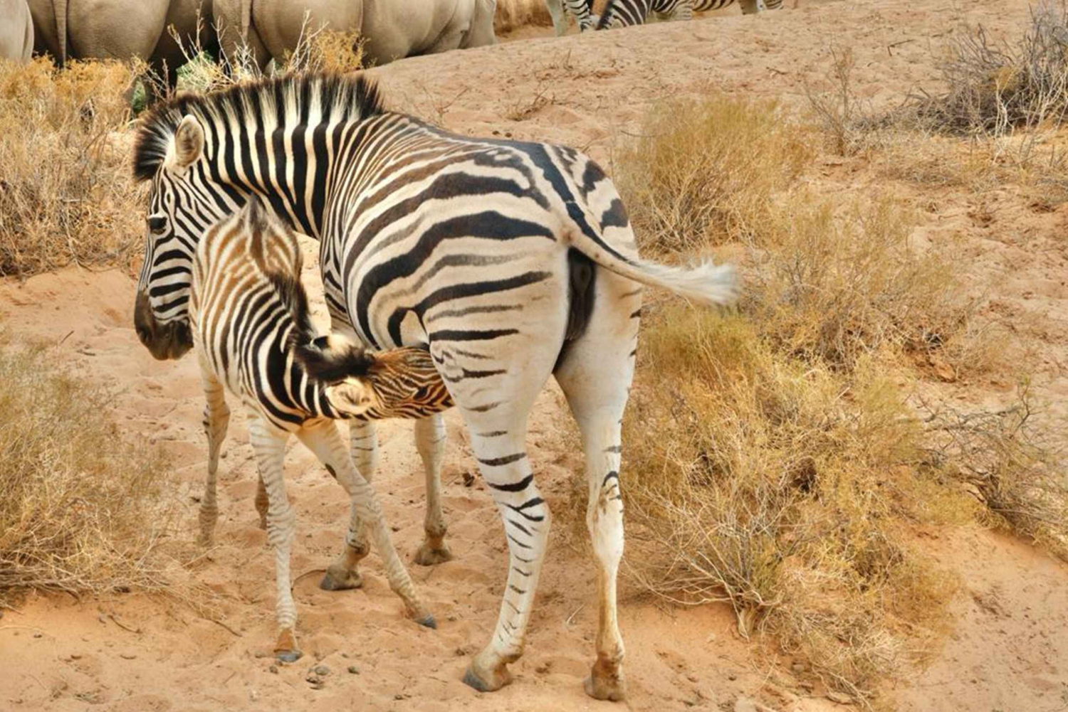 Kaapstad: Aquila Private Game Reserve Safari met lunch