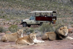 Kaapstad: Aquila Private Game Reserve Safari met lunch