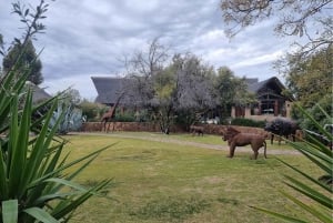 Kaapstad: Aquila Private Game Reserve Safari met lunch