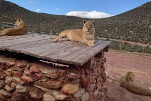 Kaapstad: Aquila Private Game Reserve Safari met lunch