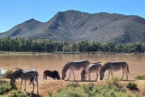 Kaapstad: Aquila Private Game Reserve Safari met lunch