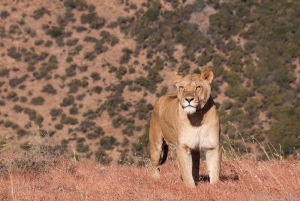 Kaapstad: Aquila Private Game Reserve Safari met lunch