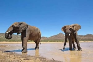 Cidade do Cabo: Safari na Aquila Private Game Reserve com almoço
