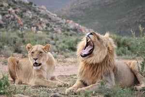 Cidade do Cabo: Safari na Aquila Private Game Reserve com almoço