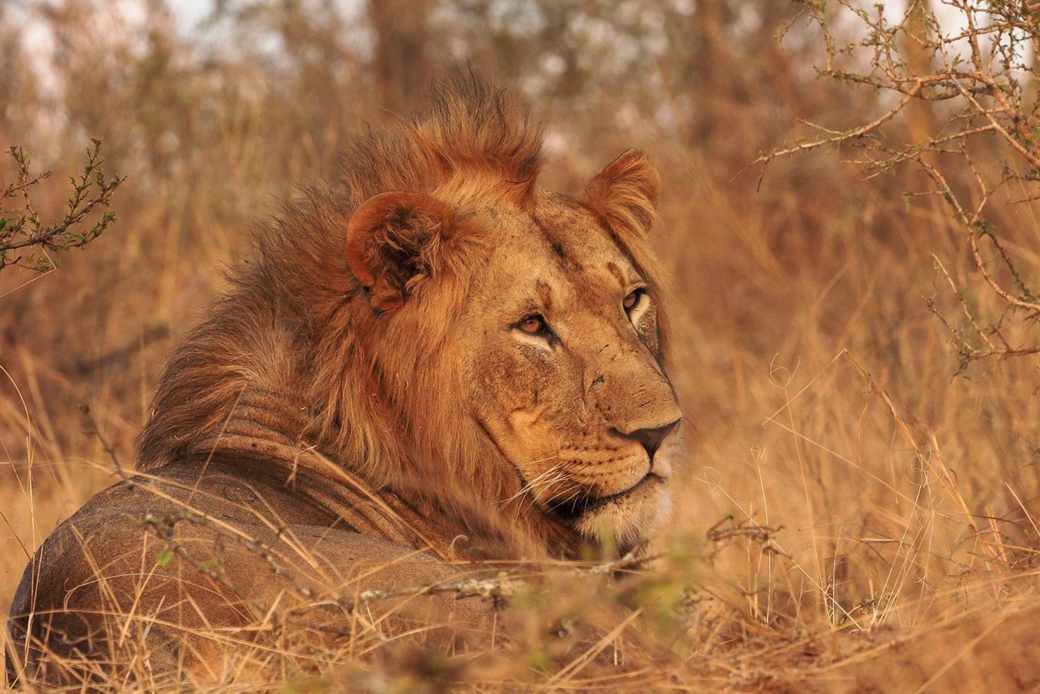 Kapstaden: Aquila Private Game Reserve Sunset Safari