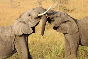 Cape Town: Aquila Private Game Reserve Sunset Safari