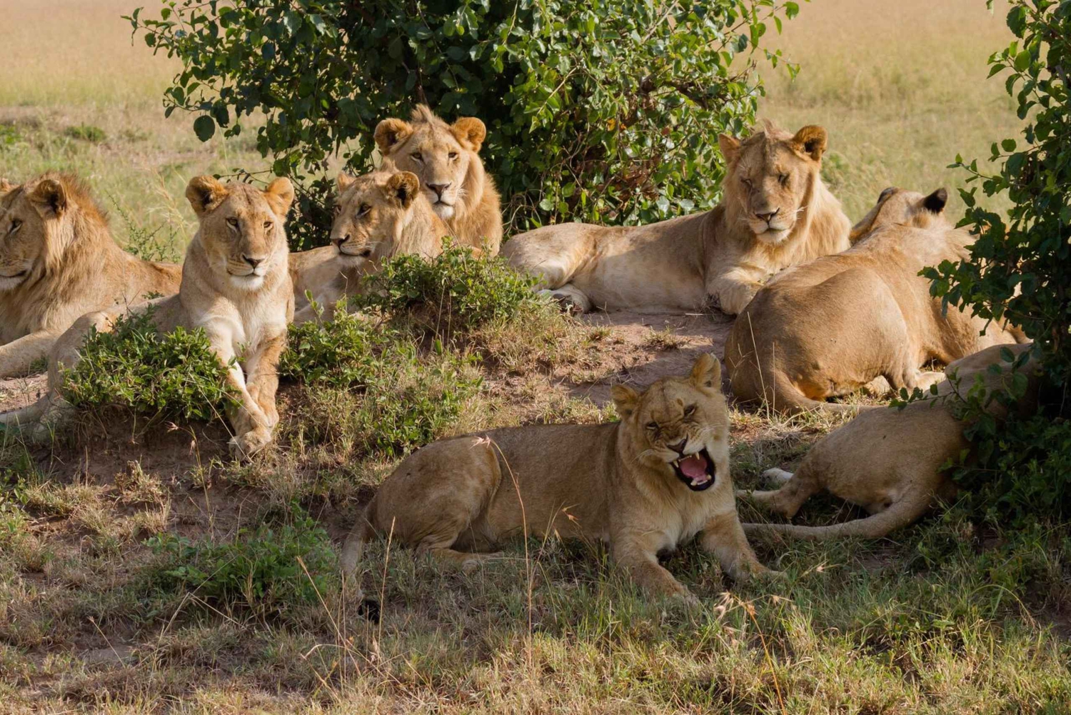 Le Cap : Safari dans la réserve d'Aquila avec déjeuner et visite d'un vignoble