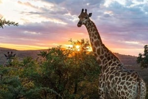 Cape Town: Aquila Reserve Safari med frokost og vingårdsbesøg